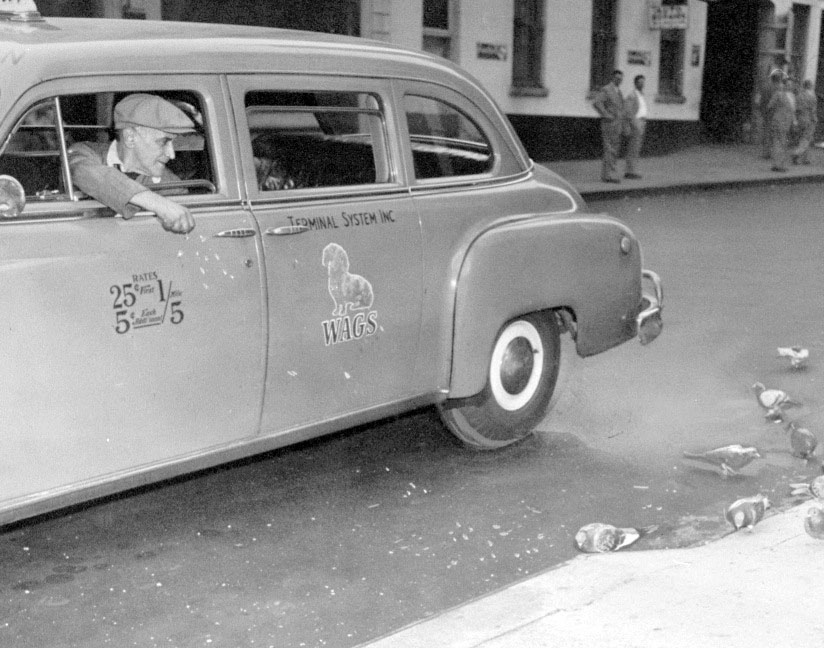 Cab driver Morris B. Levy feeding pigeons.
